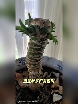 迷你世界怎么龙血树[图1]