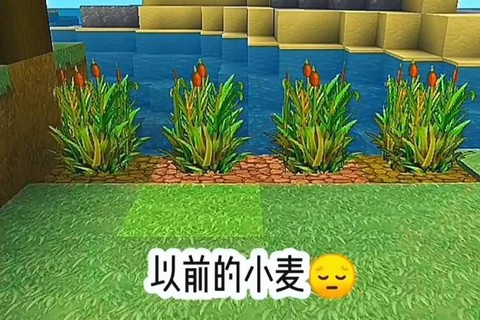 迷你世界如何收获麦子