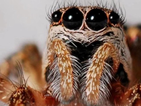 皇室战争什么是跳猪