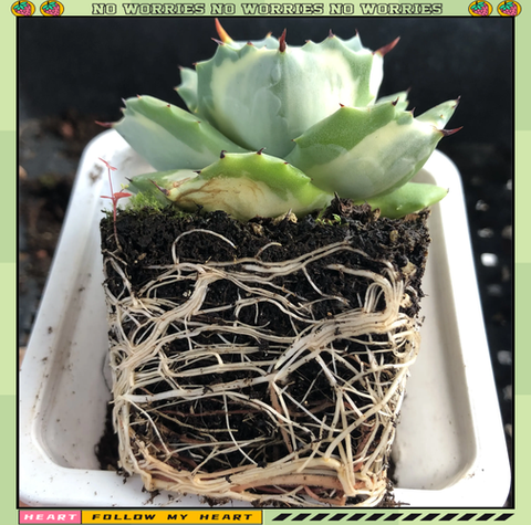 迷你世界龙舌兰怎么刷[图2]