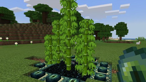 我的世界藤蔓怎么生长[图2]