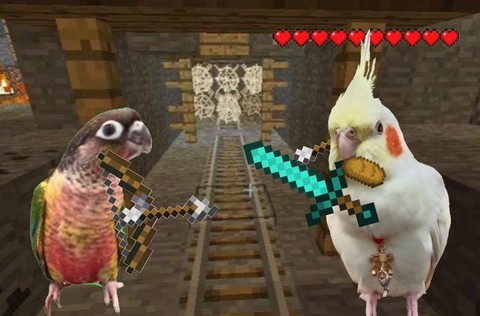 我的世界鹦鹉有什么用[图2]