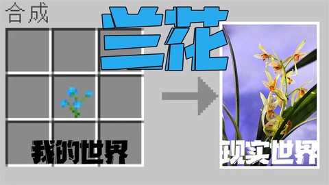 迷你世界兰花怎么刷[图2]