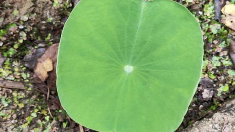 迷你世界的荷叶怎么放