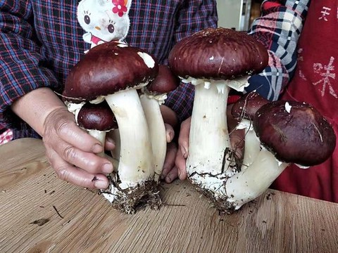 迷你世界小红菇怎么种