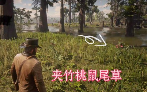 荒野大镖客夹竹桃做什么