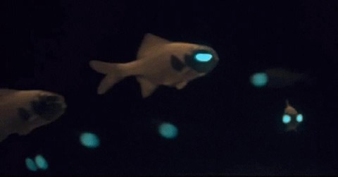 冒险岛2毒液鱼怎么找[图2]