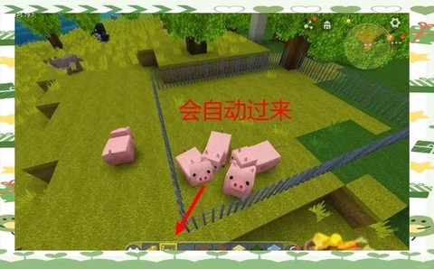 迷你世界的猪怎么驯服