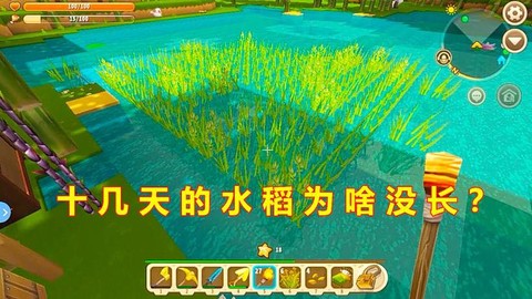迷你世界怎么种水稻[图2]