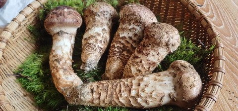 龙之谷松茸怎么出来[图2]