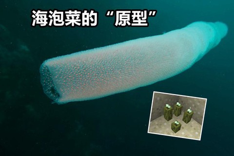 我的世界海泡菜怎么种