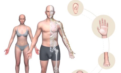 中医经络穴位[图2]