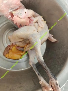 绝地求生里面的母鸡有什么用