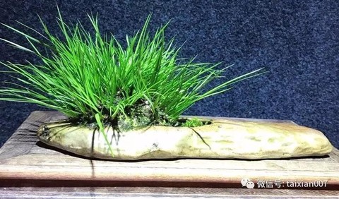 天龙八部菖蒲怎么得