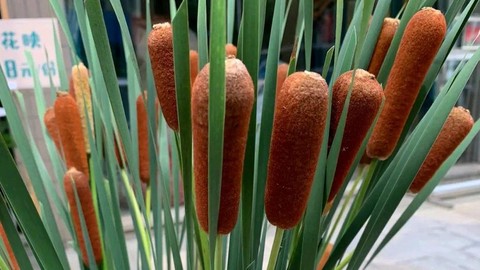 天龙八部菖蒲怎么得[图1]