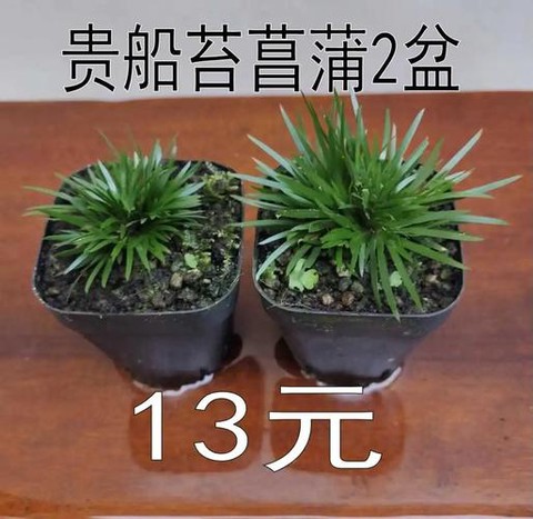 天龙八部菖蒲怎么得[图2]