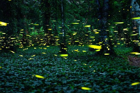 天龙八部怎么抓萤火虫