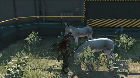 合金装备5动物园在哪