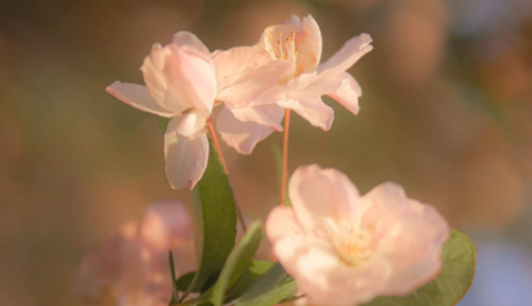 静音摄影机[图1]