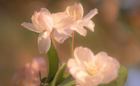 闪电壁纸铃声[图1]