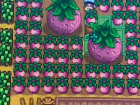 星露谷物语种什么水果