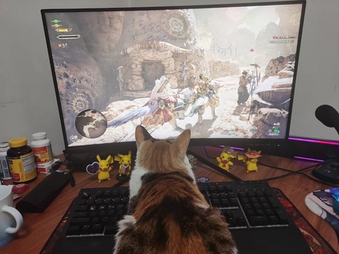 怪物猎人x怎么给猫