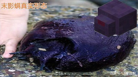 我的世界末影螨怎么养