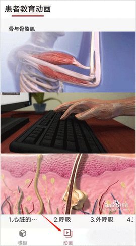 3dbody解剖app[图4]