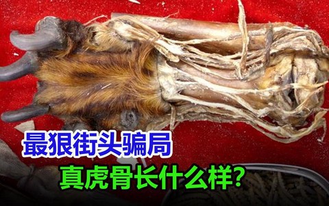 qq飞车虎骨是什么