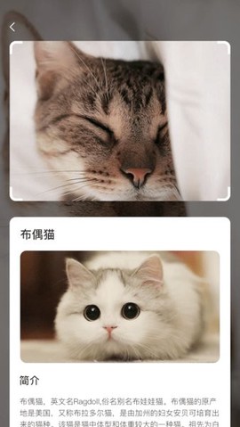 云养猫图3