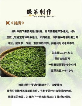 九阴真经绿茶怎么加工