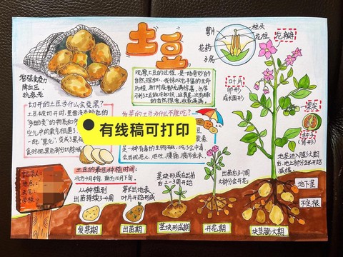 迷你世界土豆怎么种植[图2]