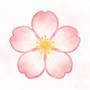 时小花养护