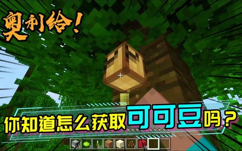迷你世界怎么种可可豆
