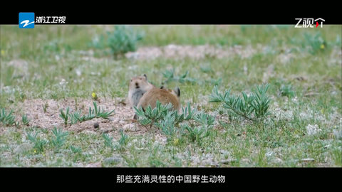 爱影视TV[图3]