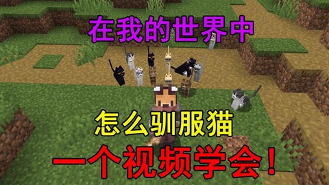 我的世界怎么让猫坐下[图2]