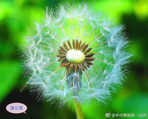 迷你世界怎么找蒲公英