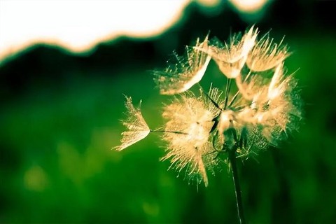 迷你世界怎么找蒲公英[图2]