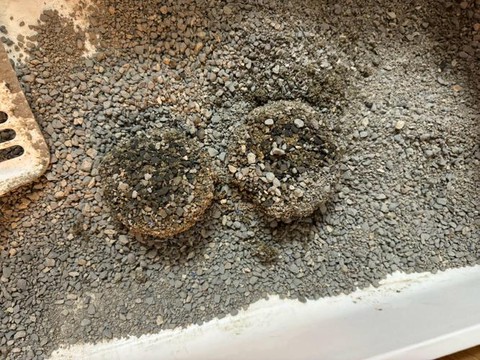 部落冲突烂狗屎是什么