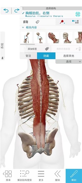 人体解剖学图谱[图4]