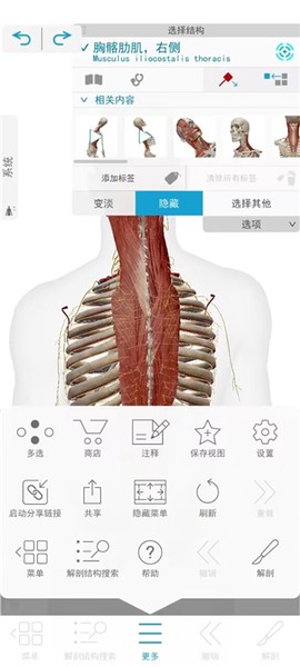 人体解剖学图谱[图6]