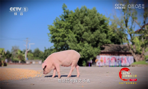 胡来新Tv图1