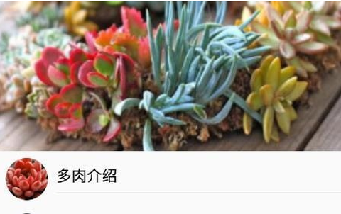 小墨多肉日记[图1]