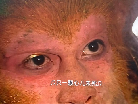 大话西游的猴子怎么[图1]