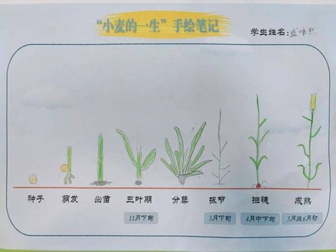我的世界庄稼怎么种