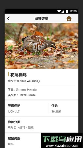 识鸟家图3