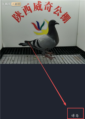 青鸽网截图3