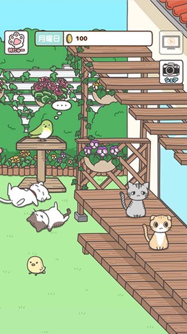 猫咪饲养日常截图1