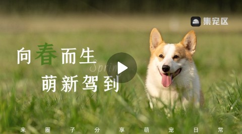 集宠区[图1]