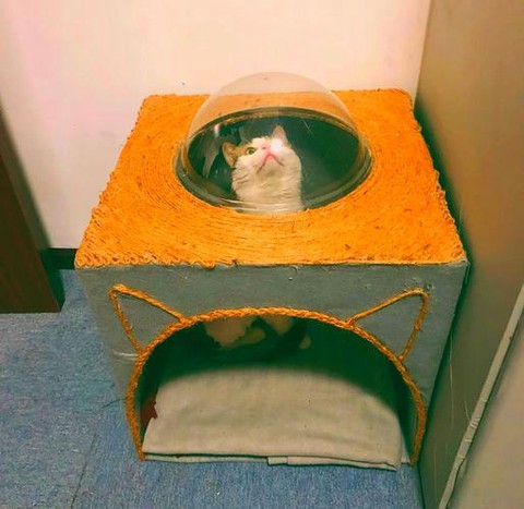 我的世界怎么做猫窝